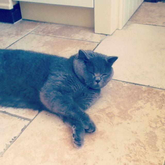 cat