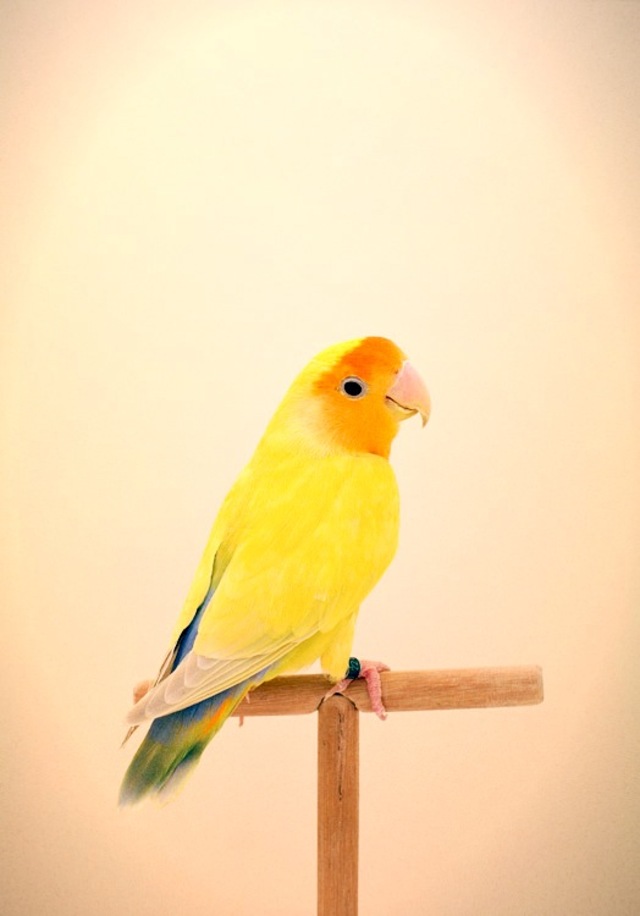 Incomplete Dictionary of Birds