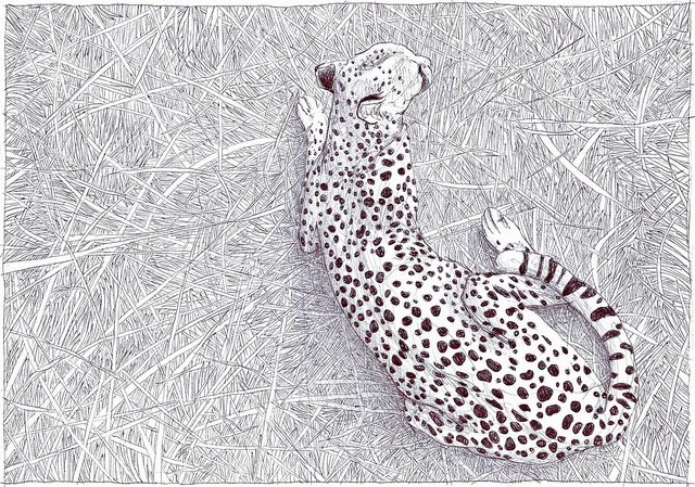 cheetah