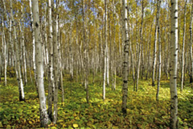 cr_northshore_mn