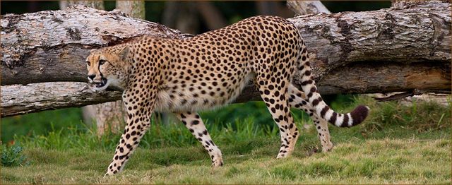 Safari_Wildlife_Heroes_Cheetah
