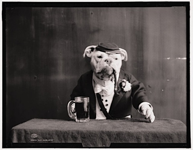 Old Bulldogs Dressed up