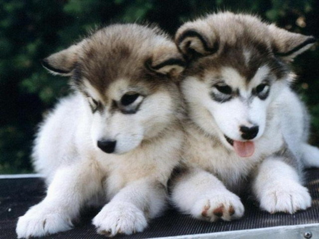 puppies-2