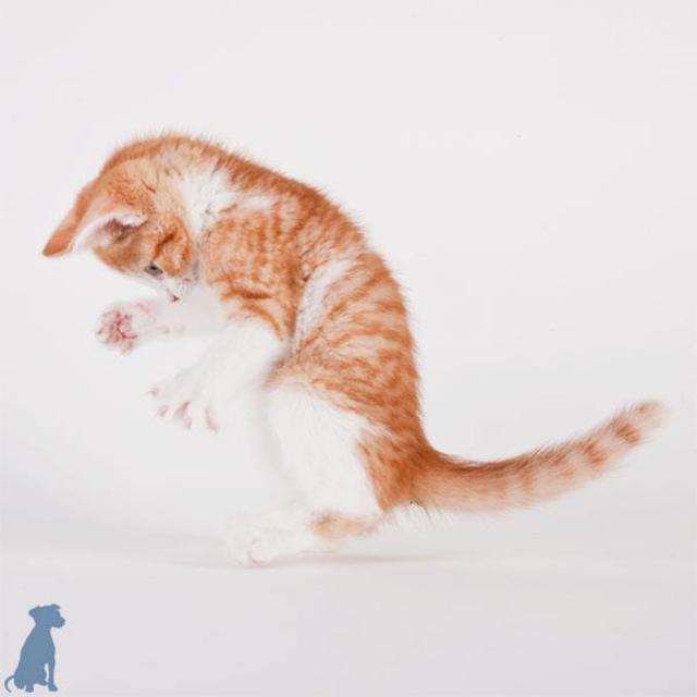 sheltercats09