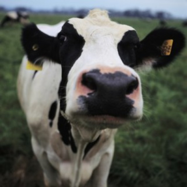 dairy-cow-300x300