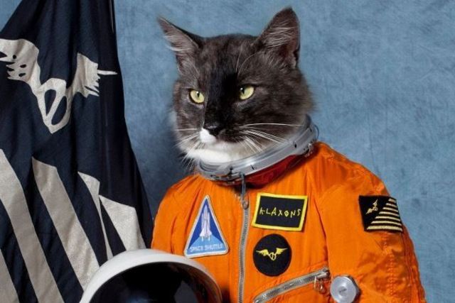 dark side of the meow