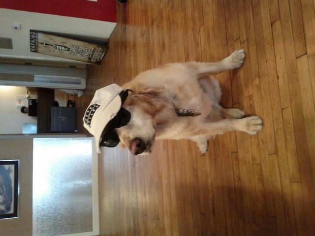 dog