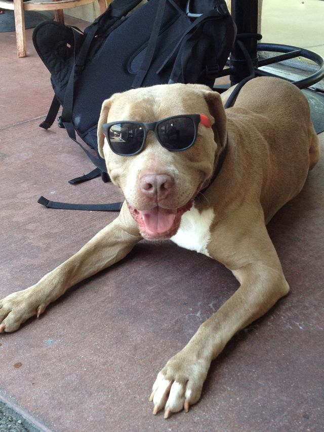 dogg