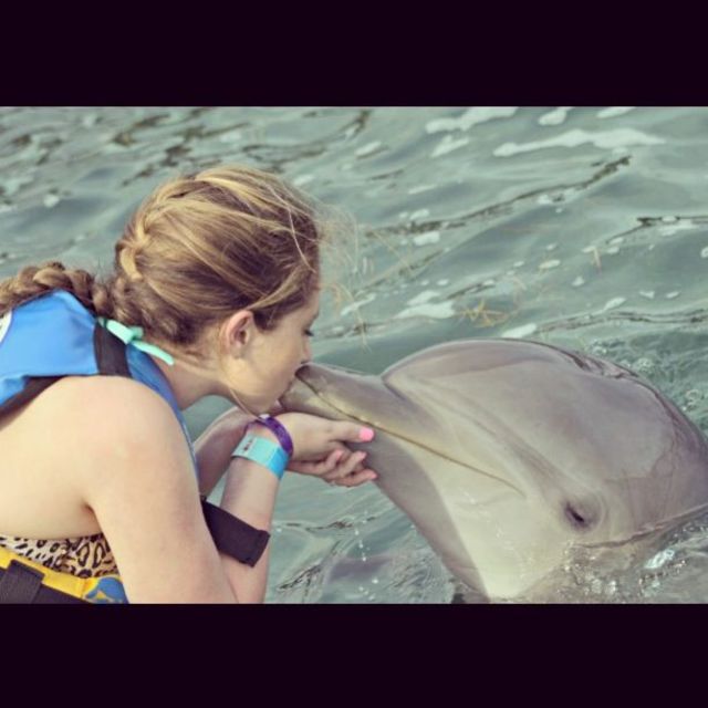 dolphin 