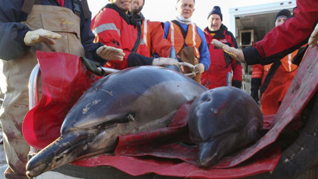 dolphins trapped at Cape Cod