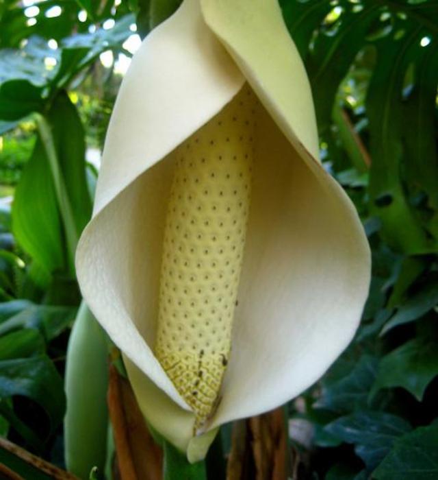 monstera_deliciosa