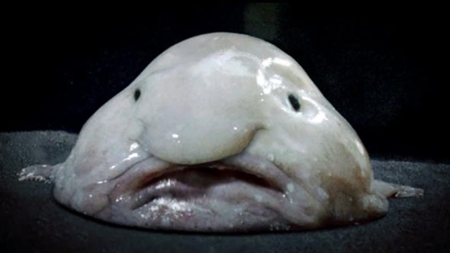 Blob Fish