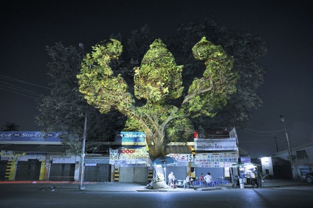 clementbriendcambodiantrees4