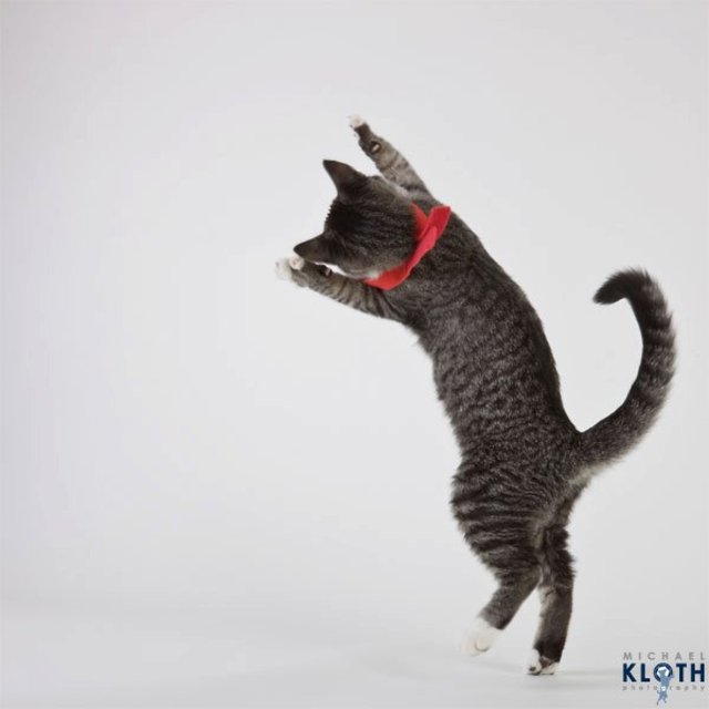 sheltercats14