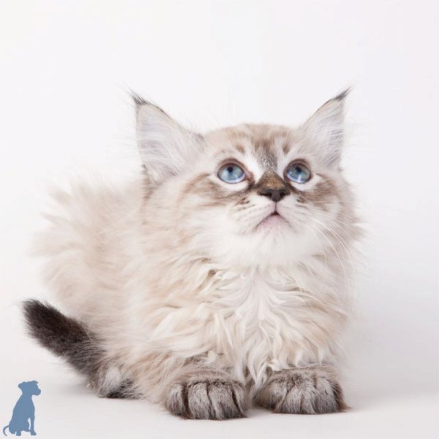sheltercats01