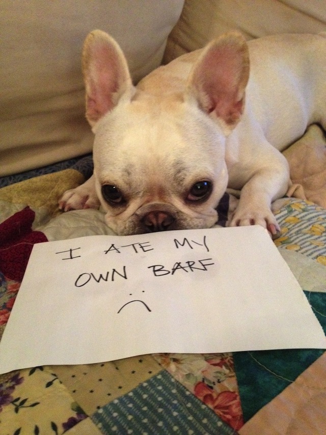 dogshaming2