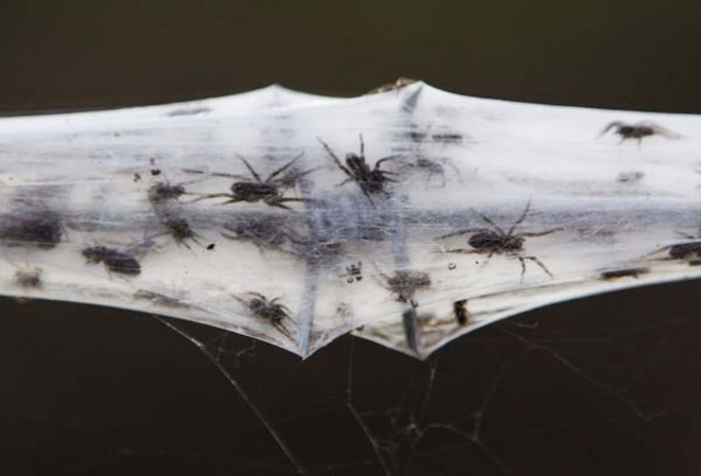 spiders5