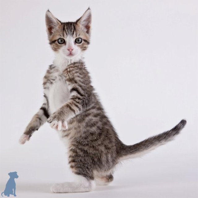 michael-kloth-shelter-cats