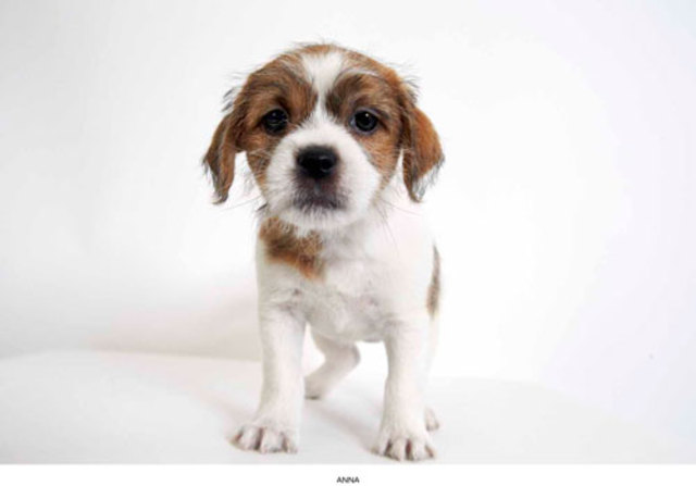 PHIBBS-HUMANE-SOCIETY-PART-6-MAY-2013-20