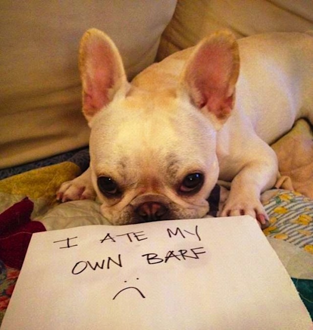Dog Shaming Ate barf