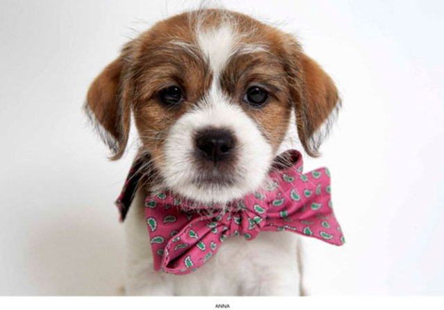 PHIBBS-HUMANE-SOCIETY-PART-6-MAY-2013-18