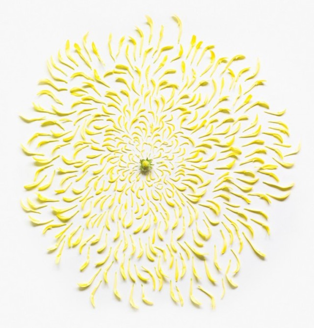 fong-qi-wei-exploded-flowers-2-600x625