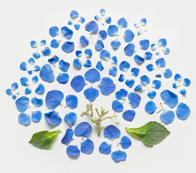 fong-qi-wei-exploded-flowers-3-600x530