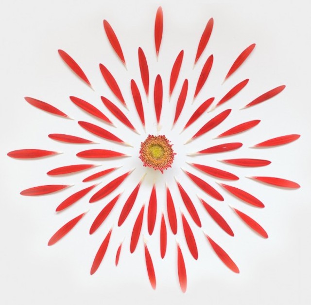fong-qi-wei-exploded-flowers-5-600x588