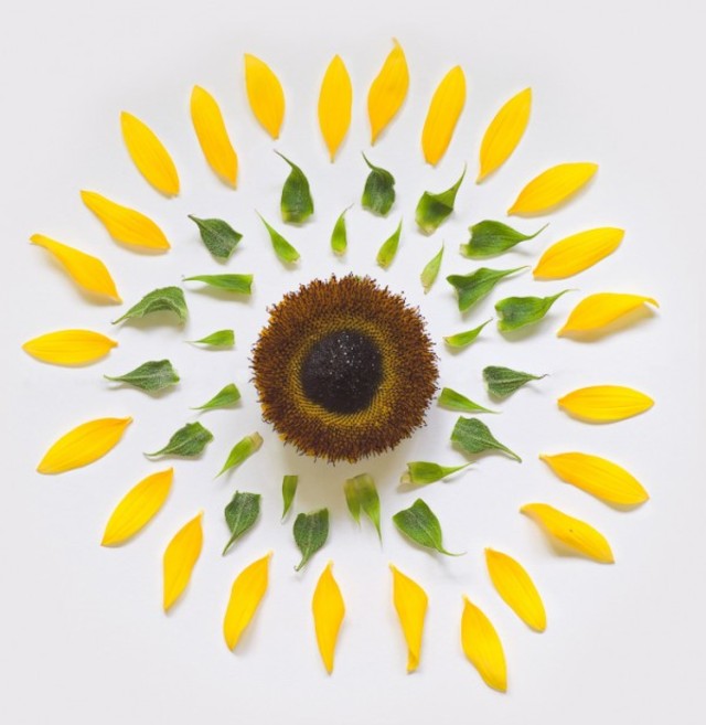 fong-qi-wei-exploded-flowers-8-600x616