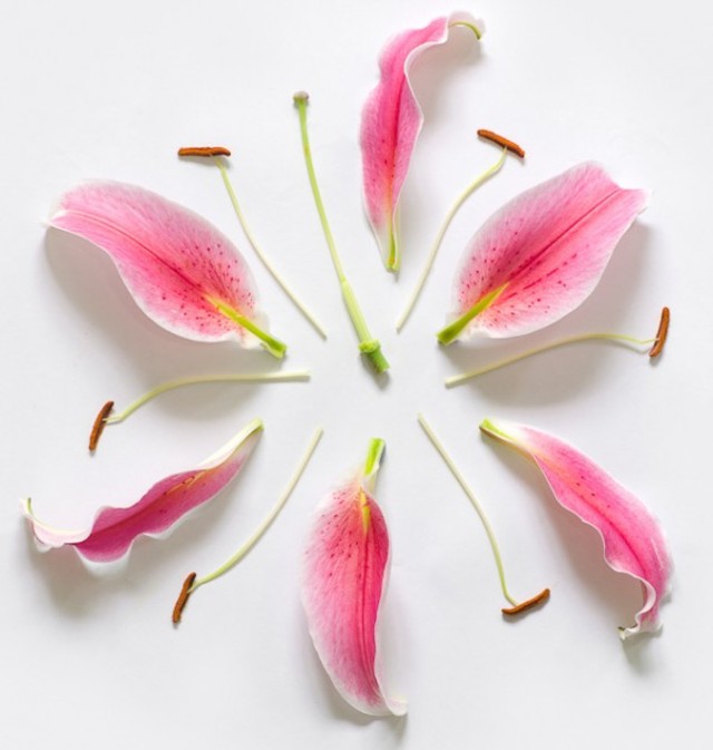 fong-qi-wei-exploded-flowers-9-600x631
