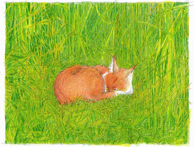 fox