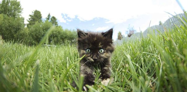 grrr meow