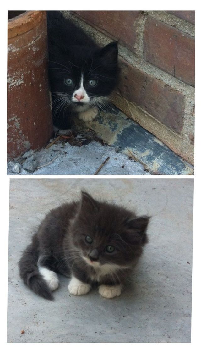 her name is annie she's an orphan 