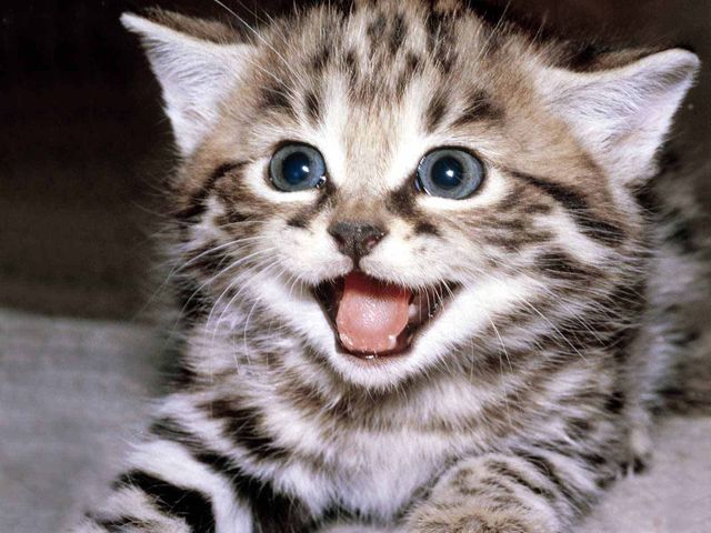 hi meow 