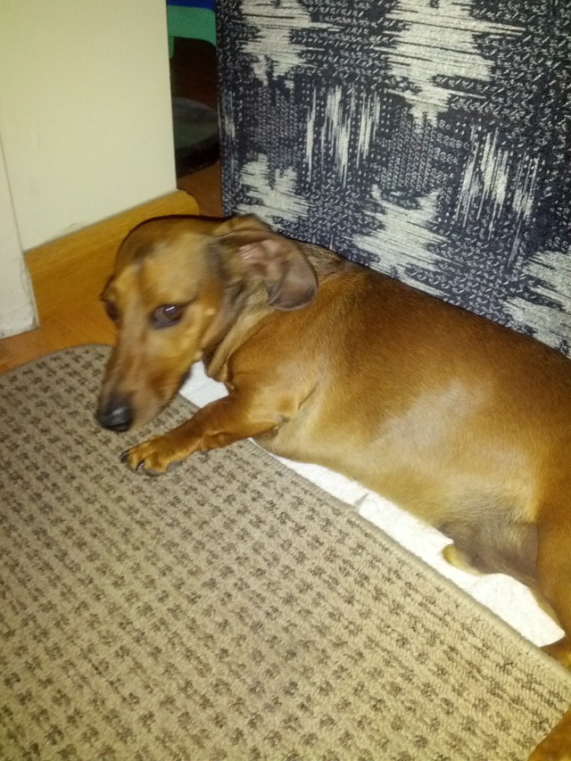 hotdog