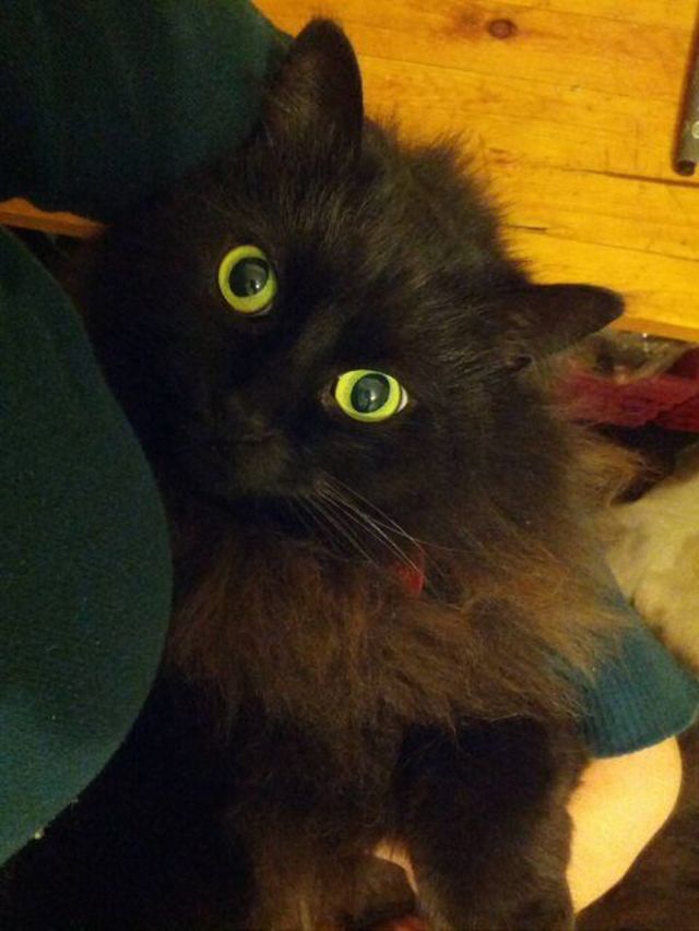hungry eyes