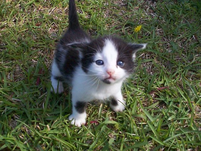 iz bangstyle ok? meow