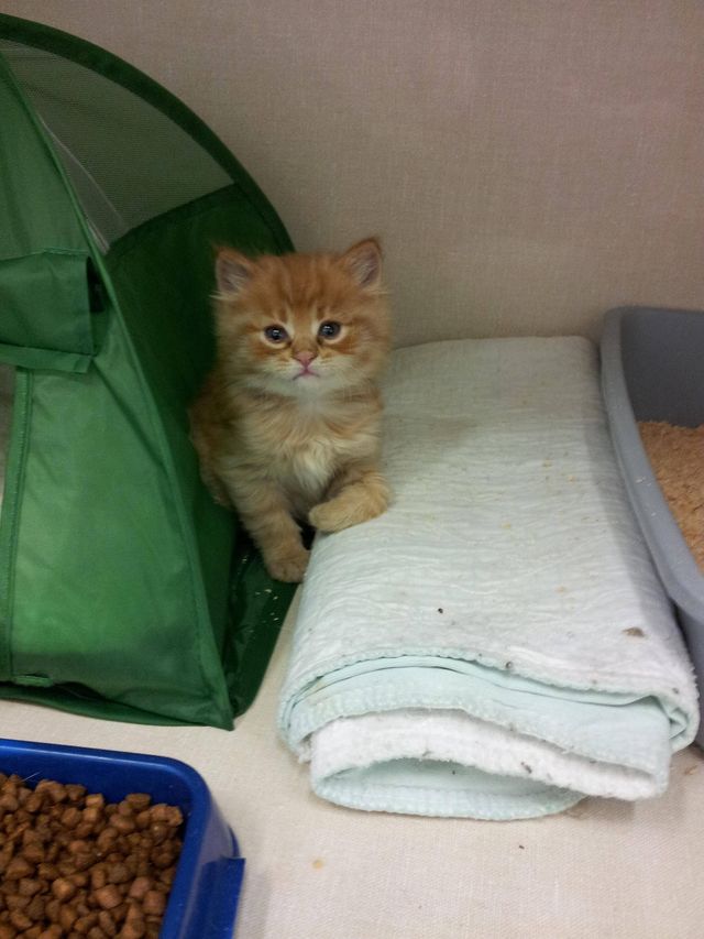 izz camp kitty