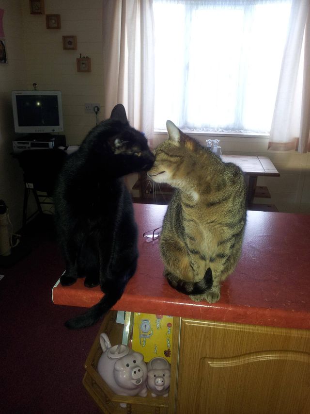 kissy kitties