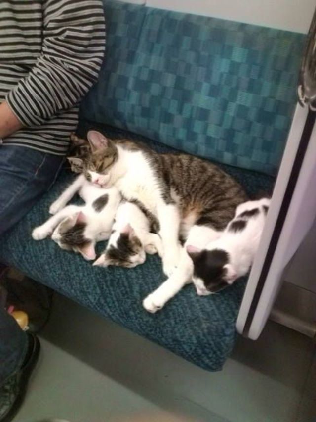 late night kitties