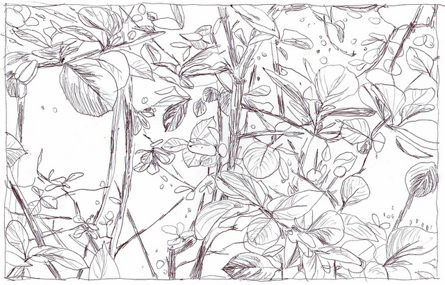 leaves