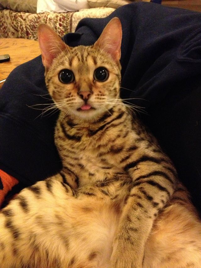 meow 