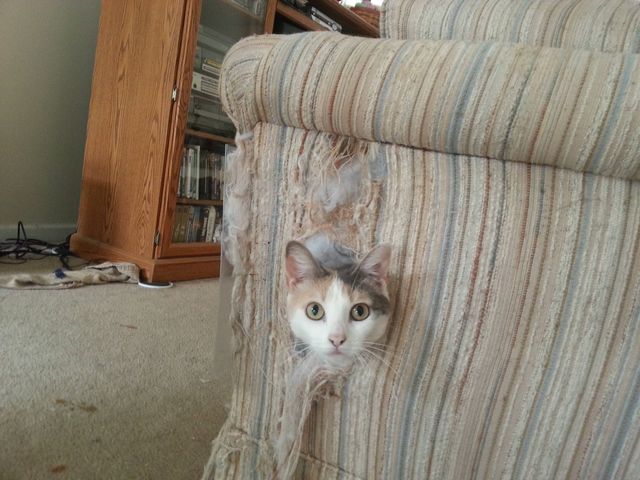 meow a boo