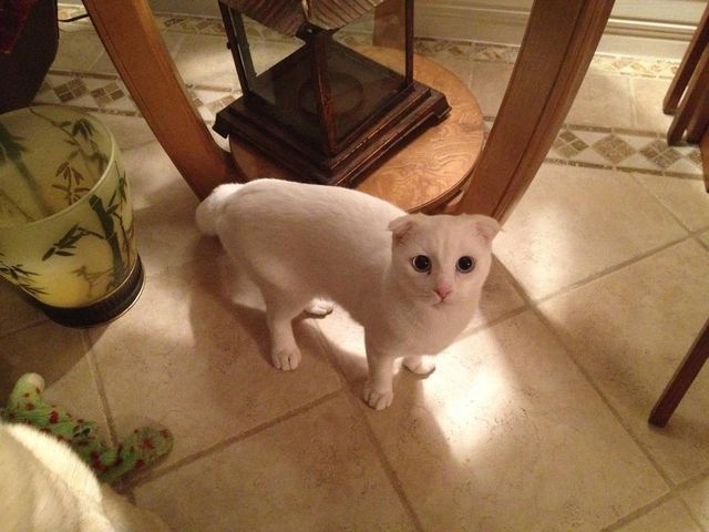 meow eyes