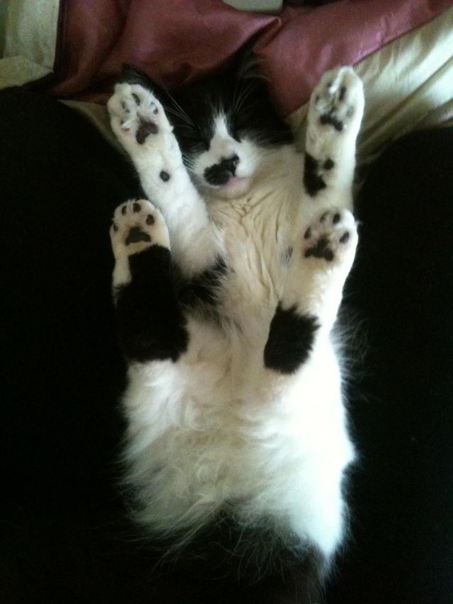 meow