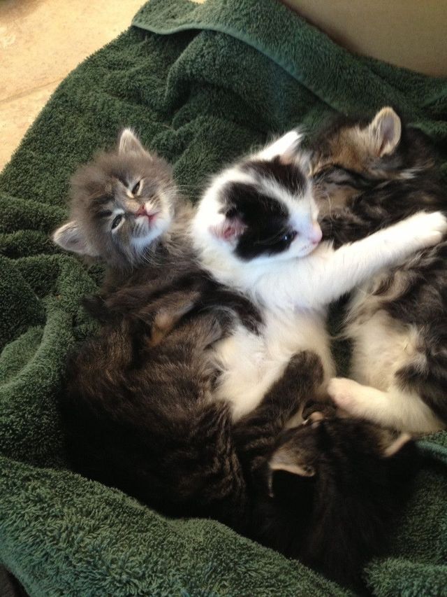 meow