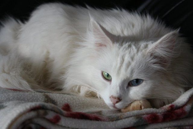 meow