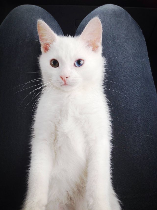 meow
