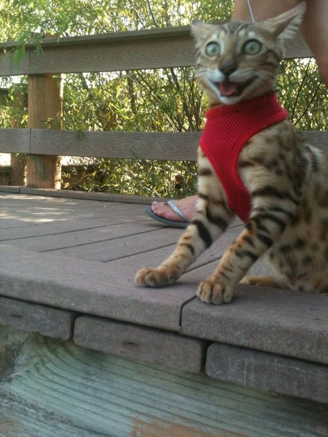 meow!!!