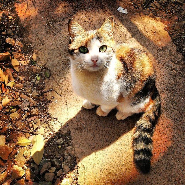 meows Monday 